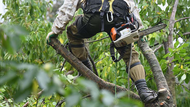 Mann mit Motorsäge auf Baum